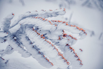 Close-up of frozen plant against sky