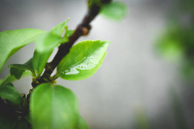 Close-up of wet plant leaves