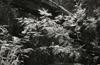 Close-up of plants in forest during winter