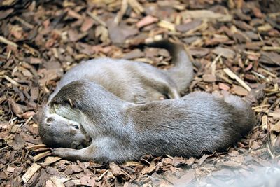 Close-up of lion sleeping on field