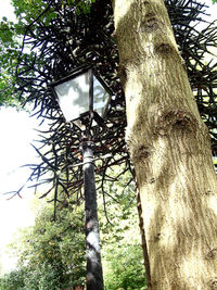 Low angle view of tree trunk in forest