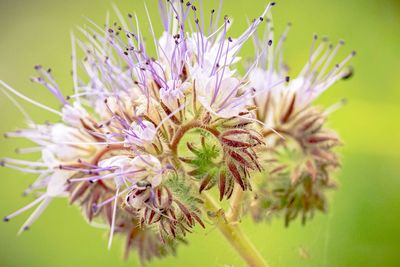 Close-up of purple flowering plant