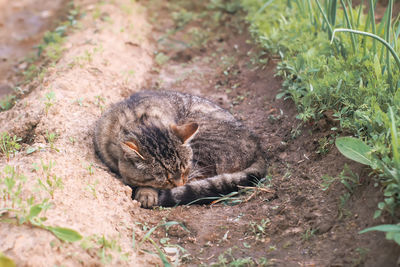 Close-up of cat on field