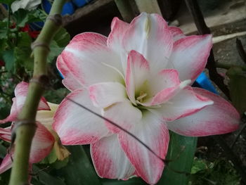 Close-up of pink flower