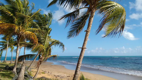 Palm trees on beach against sky