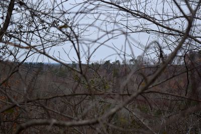 Bare trees against sky