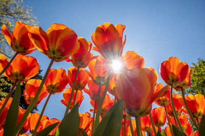 Bright orange and red tulips against blue sky and sunlight background. colorful spring composition. 