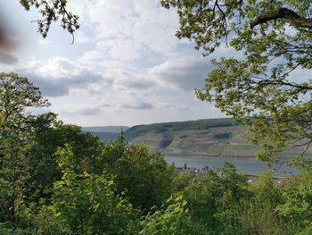 Scenic view of trees against sky