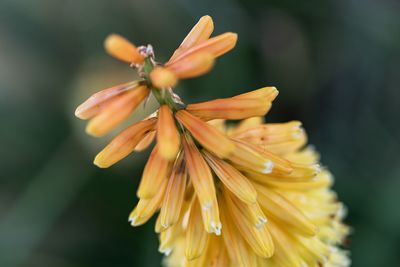 Close-up of yellow flowering plant
