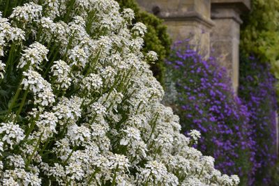 Close-up of purple flowering plants in garden