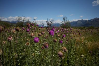 Purple flowering plants on field against sky