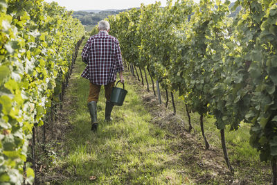 Farmer with bucket walking amidst vineyard