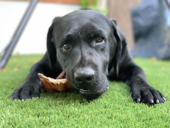 Portrait of black dog relaxing on grass