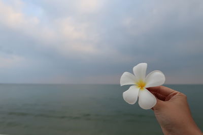 Close-up of hand holding white rose against sea