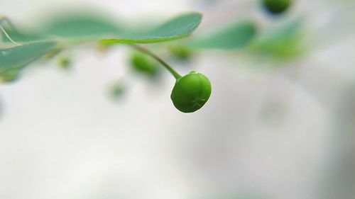 Close-up of plant growing outdoors