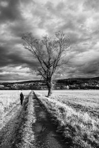 Bare tree on field against sky