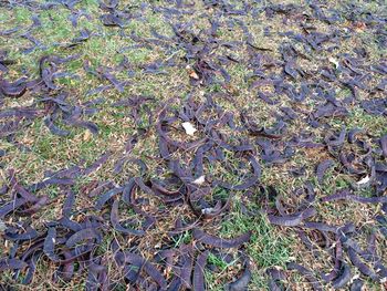 High angle view of tree on field
