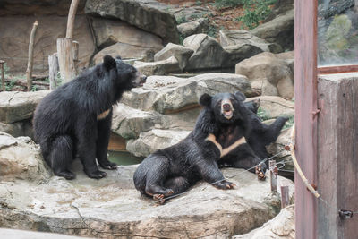 Monkeys in zoo