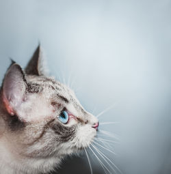 Close-up of a cat looking away