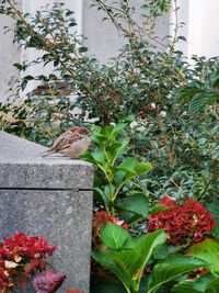 View of flowers on plant