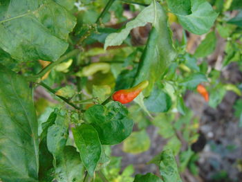 Close-up of red leaf on plant