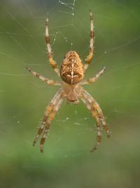 Close-up of spider