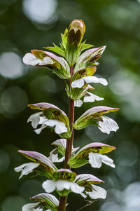 Close-up of white flowering plant