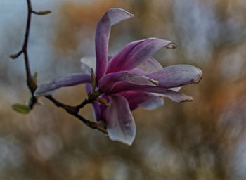 Close-up of magnolia blossom 