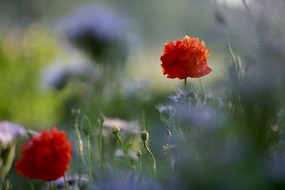 Close-up of red poppy flowers