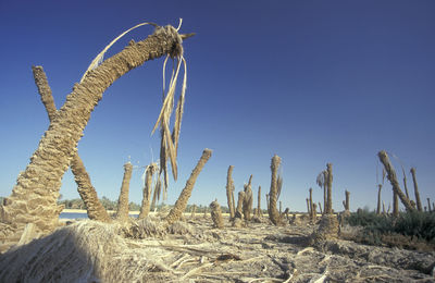 Low angle view of plants against clear sky