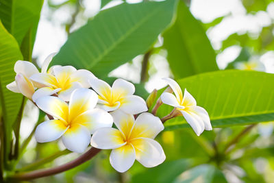 Close-up of white flowering plant