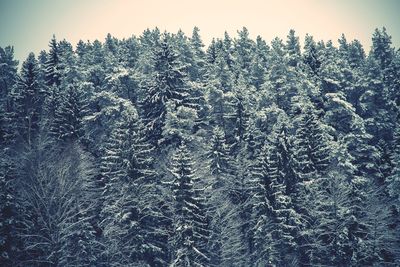 View of tree in forest during winter