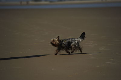 Portrait of dog in lake
