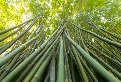 Low angle view of bamboo trees in forest