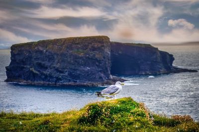 Seagull on rock by sea against sky