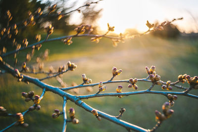 Close-up of birds perching on tree against sky during sunset