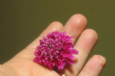 Close-up of hand holding pink rose flower