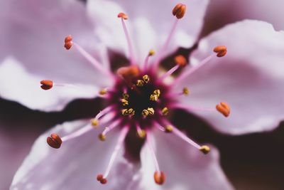 Close-up of purple flowering plant
