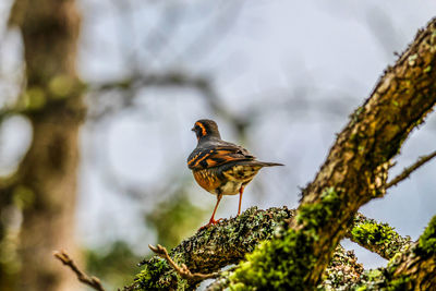 Low angle view of bird perching on tree