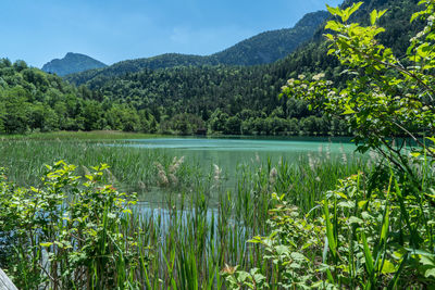 Scenic view of lake and trees against sky