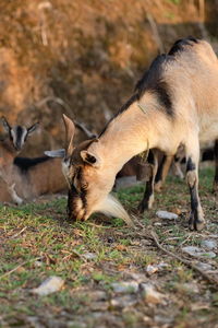 Vietnamese goats are eating grass in nature