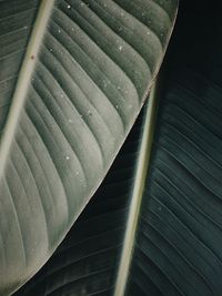 Full frame shot of green leaves