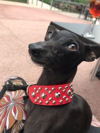 Close-up of dog looking up