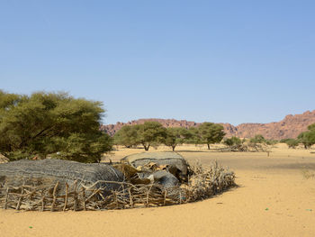 View of horse on field against clear sky