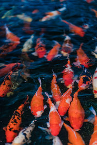 High angle view of koi carps swimming in lake