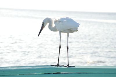 Close-up of white bird by sea against sky