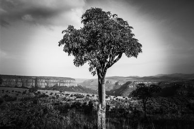 Tree against sky