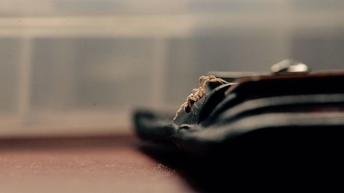 Close-up of insect on footwear