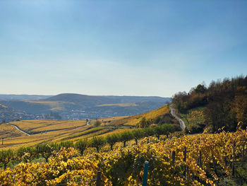 Scenic view of agricultural field against clear sky over river rhine