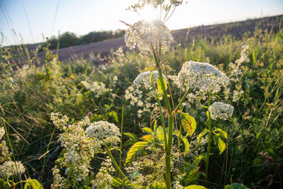 Close-up of flowering plants on land